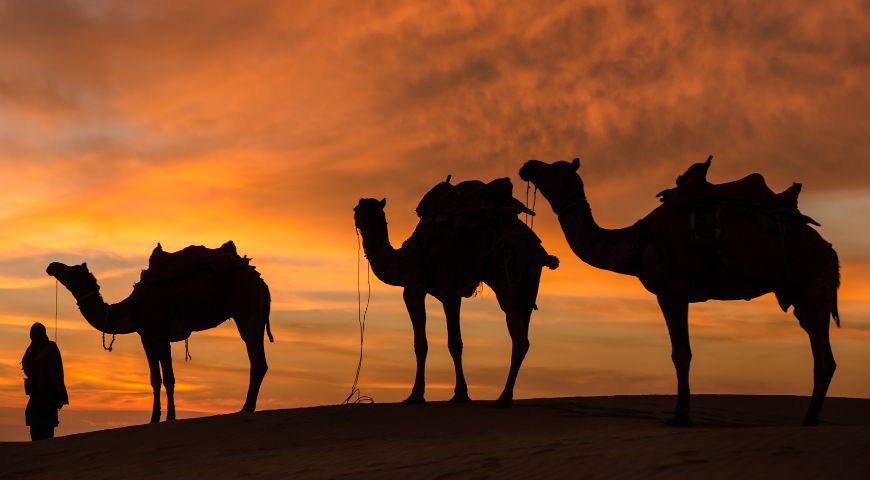 Sunset Camel Safari with Stargazing & BBQ | Al Khayma Shared